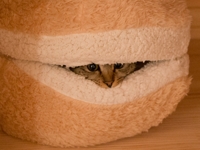 I am Maru Cat Burger Bed